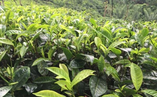 「世界三大銘茶」ってどんな紅茶？ダージリン・ウバ・キームンの魅力に迫る！ - RY'S cafe bar【アールワイズカフェバー】
